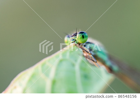 close up macro on head of dragonfly close up macro on head of dragonfly 86548156