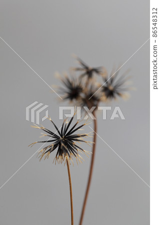 After the flower of Koshirono Sendangusa 86548312