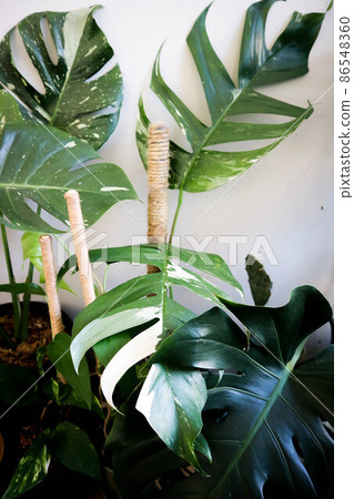 Epipremnum,Epipremnum Pinnatum Variegata or Epipremnum pinnatum variegated albo 86548360