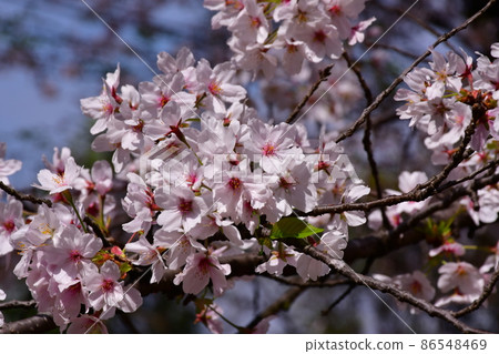 Cherry blossom Cherry blossom 86548469