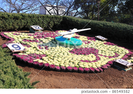 葛飾區小須西公園花鐘 86549382