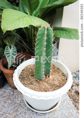 cactus , Fairytale castle or Cereus peruvianus. cactus , Fairytale castle or Cereus peruvianus. 86549383