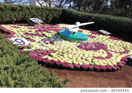 葛飾區小須西公園花鐘 葛飾區小須西公園花鐘 86549384