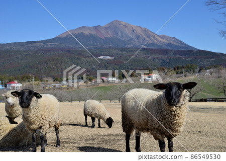 Scenery of cute sheep at Takachiho Farm in Yoshinomoto-cho, Miyakonojo City, Miyazaki Prefecture 86549530