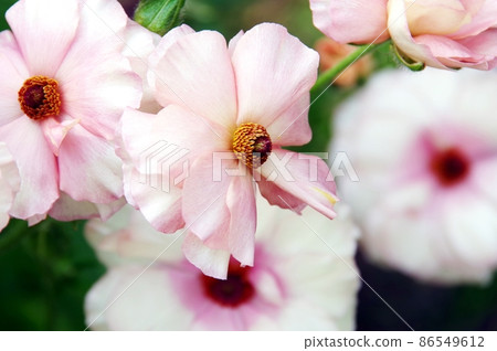 Light pink Lux Ariadne Light pink Lux Ariadne 86549612