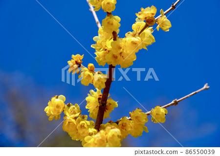 早春陽光明媚的日子裡的日本五香粉 86550039