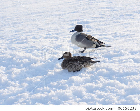 Winter bird migratory bird duck couple Winter bird migratory bird duck couple 86550235