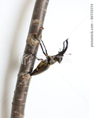 Miyama stag beetle Miyama stag beetle 86550254
