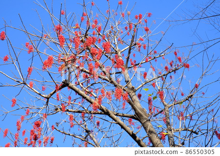 黃鰭金槍魚的紅色果子 86550305