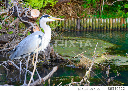 Gray heron standing in the Horikawa of Matsue Castle 86550322