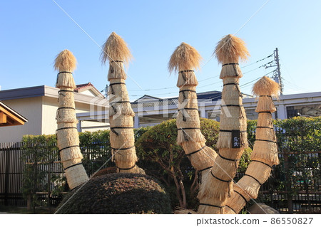 Cycad covered with komo 86550827