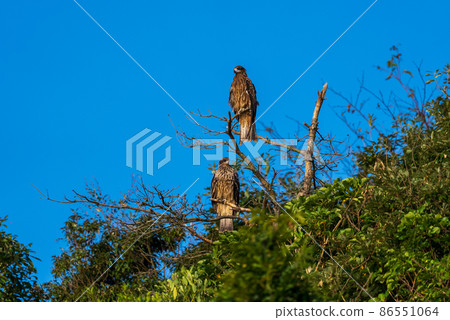黑風箏棲息在死樹枝上 86551064