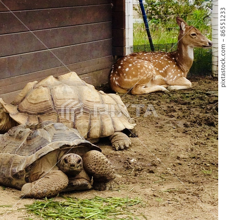African spurred tortoise and Axis deer <Hyogo / Kobe Animal Kingdom> 86551233