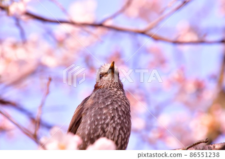 櫻花鵯 86551238
