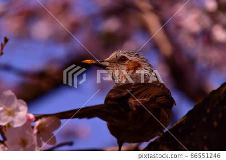 Sakurabudoke 86551246