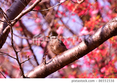 Cherry tree starling 86551538