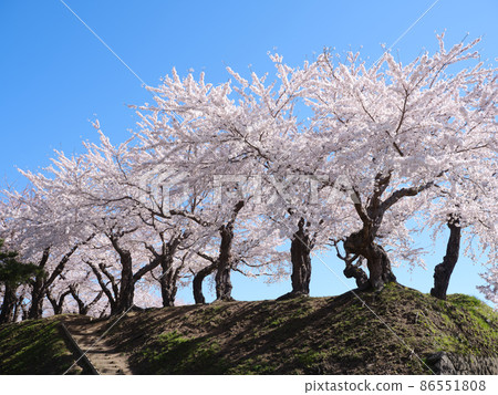 Cherry blossoms at Goryokaku Park 86551808