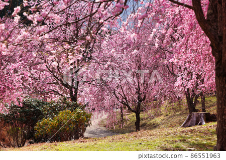 Brightly illuminates the blooming weeping cherry tree Brightly illuminates the blooming weeping cherry tree 86551963
