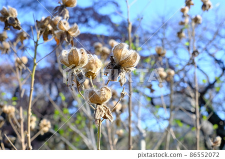 Confederate rose seeds - Stock Photo [86552072] - PIXTA