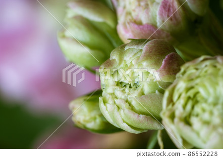 Buds of a pink colonchoe flower, closeup Buds of a pink colonchoe flower, closeup 86552228