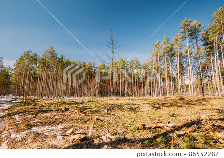 Deforestation Area. Pine Forest Landscape In Sunny Spring Day. Green Forest Deforestation Area Landscape.Deforestation Area. Pine Forest Landscape In Sunny Spring Day. Green Forest Deforestation Area Deforestation Area. Pine Forest Landscape In Sunny Spring Day. Green Forest Deforestation Area Landscape.Deforestation Area. Pine Forest Landscape In Sunny Spring Day. Green Forest Deforestation Area 86552282