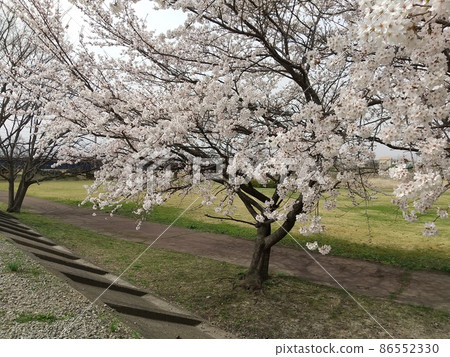 Fukushima City Oyama Sakura near Matsukawa 86552330