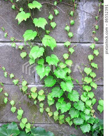 Crawling wall of ivy leaves Crawling wall of ivy leaves 86552391