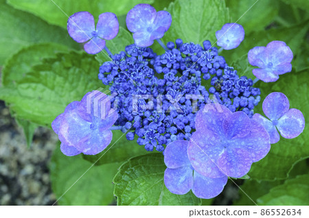 被雨水浸透的西部繡球花 被雨水浸透的西部繡球花 86552634