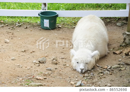 sleepy Alpaca / sleepy alpaca sleepy Alpaca / sleepy alpaca 86552698