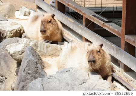 Sleepy capybaras / Two sleepy capybaras Sleepy capybaras / Two sleepy capybaras 86552699