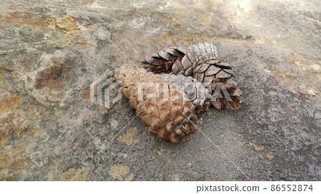 Pinecone Pinecone 86552874