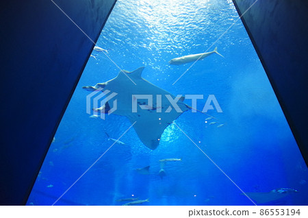 Okinawa Churaumi Aquarium Large Aquarium Ray Okinawa Churaumi Aquarium Large Aquarium Ray 86553194