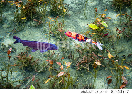 清水池和鯉魚 清水池和鯉魚 86553527