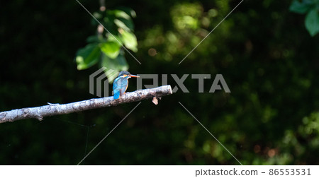 Beautiful blue bird Kingfisher Beautiful blue bird Kingfisher 86553531