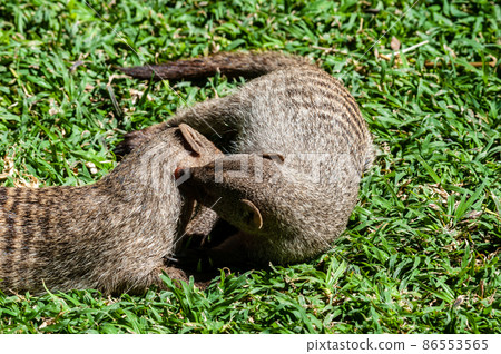 Banded Mongoose -Mungos mungo- being caring an playful 86553565