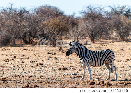 A group of Zebras in Etosha 86553566