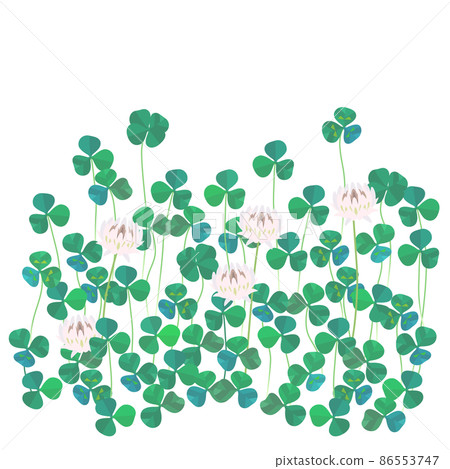 Vector illustration of white clover clover (with four-leaf clover) 86553747