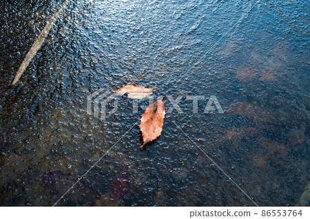 Fallen leaves on ice 86553764