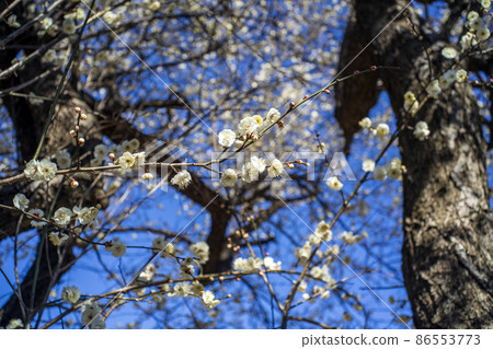 White plums blooming in the plum garden of Arima, Kawasaki City, which is near full bloom in the blue sky, winter solstice plums White plums blooming in the plum garden of Arima, Kawasaki City, which is near full bloom in the blue sky, winter solstice plums 86553773