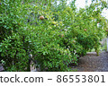 Fresh ripe pomegranate fruit hanging on the tree branch in the orchard along the Aegean seacoast. Turkey 86553801