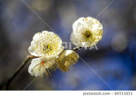 White plums near full bloom in the plum garden of Arima, Kawasaki City, winter solstice plums White plums near full bloom in the plum garden of Arima, Kawasaki City, winter solstice plums 86553851