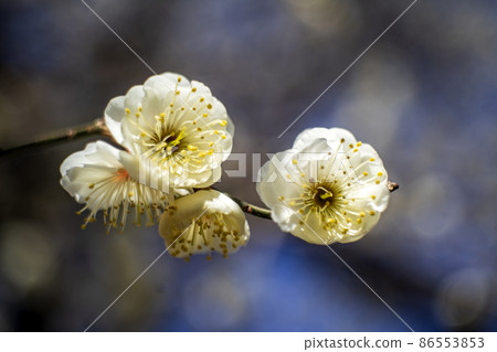 White plums near full bloom in the plum garden of Arima, Kawasaki City, winter solstice plums White plums near full bloom in the plum garden of Arima, Kawasaki City, winter solstice plums 86553853