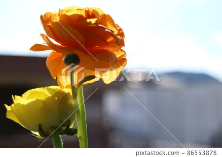 Orange and yellow ranunculus background landscape Orange and yellow ranunculus background landscape 86553878