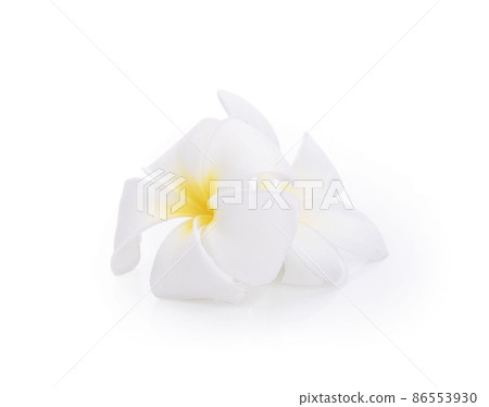 plumeria rubra flowers isolated on White background plumeria rubra flowers isolated on White background 86553930