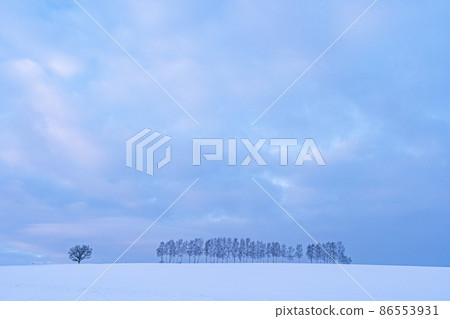 Biei-cho, Hokkaido in winter, Seven Stars tree and birch trees before dawn Biei-cho, Hokkaido in winter, Seven Stars tree and birch trees before dawn 86553931