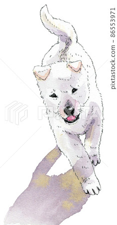 Running Kishu dog puppy 86553971