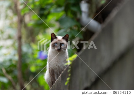 A cat on the wall A cat on the wall 86554110