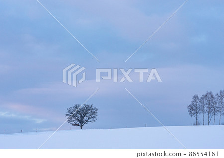 冬天的北海道美瑛町，黎明前的七星樹和白樺樹 86554161