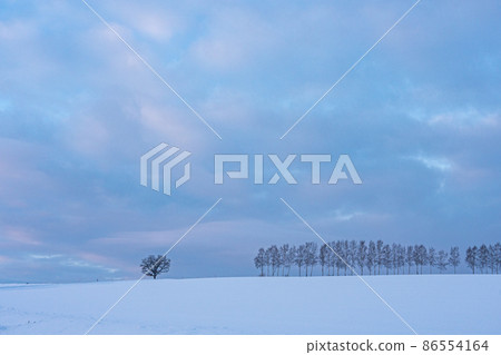冬天的北海道美瑛町,黎明前的七星樹和白樺樹 冬天的北海道美瑛町,黎明前的七星樹和白樺樹 86554164