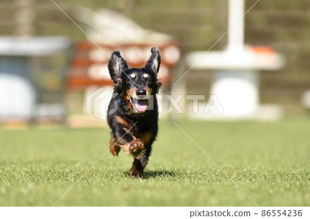 Miniature dachshund playing in a dog run Miniature dachshund playing in a dog run 86554236